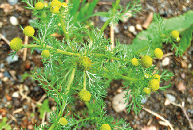 Wild Chamomile Matricaria discoidea Asteraceae family annual with - photo 6