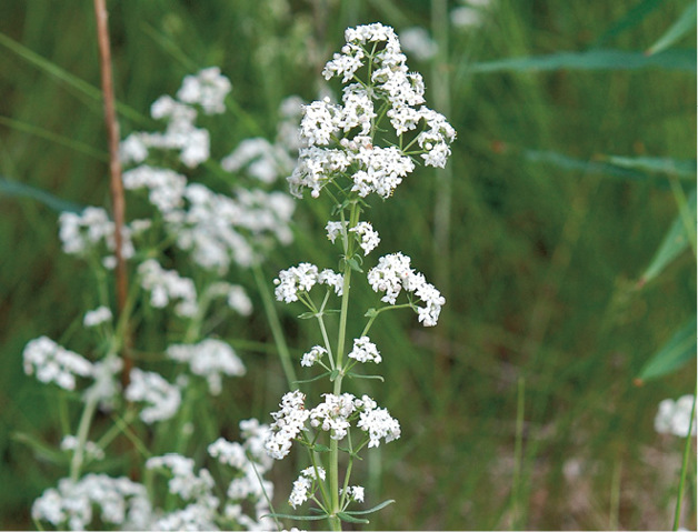 Bedstraw Galium species Rubiaceae family annual with green whorled leaves - photo 4