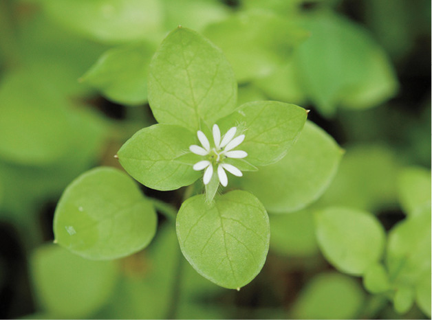 Chickweed Stellaria media Caryophyllaceae family annual Trailing ground - photo 7