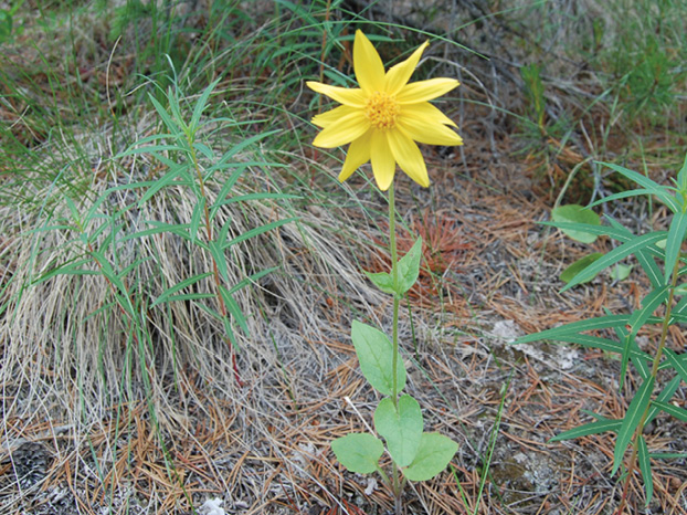 Arnica Arnica cordifolia A angustifolia Asteraceae family perennial - photo 1