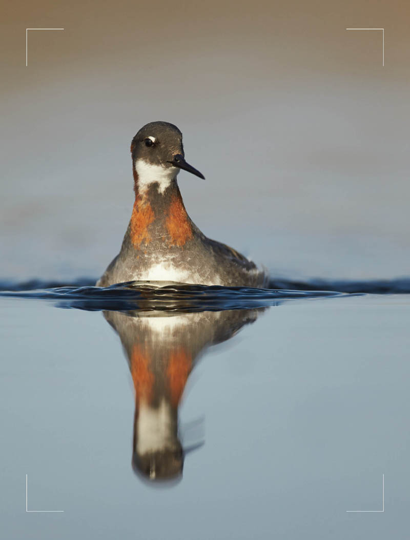 Fig 01 Red-necked Phalarope Phalaropus lobatus wading in the shallows of - photo 4