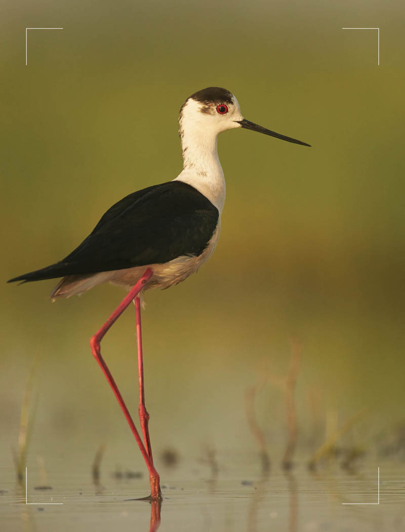 Fig 11 Black-winged Stilt Himantopus himantopus in the wetland area of - photo 5