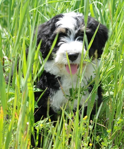 Chapter 1 Introducing the Bernedoodle The Bernedoodle is quite simply a cross - photo 1