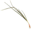 Spring onions are also known as scallions or green onions They have slender - photo 14