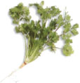 Coriander is a pungent herb and spice plant that is essential in Southeast - photo 9