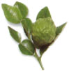 Kaffir lime leaves are used in soups and curries of Malay or Nonya origin They - photo 12