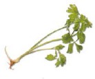 Chinese celery is much smaller with thinner stems than the normal Western - photo 6