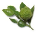 Kaffir limes are small limes with a very rough and intensely fragrant skin but - photo 14