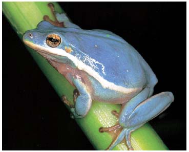 A rare blue axanthic green tree frog This book focuses on the care of - photo 2