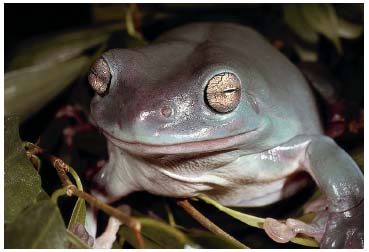 A healthy Whites tree frog has very smooth rounded contours 4 When held in - photo 3