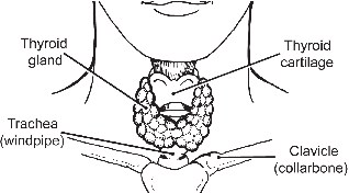 The thyroid gland produces thyroid hormone through a series of chemical - photo 2