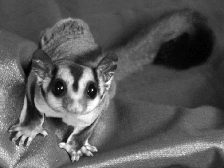 Although sugargliders are small pets they have a very sizable lifespan - photo 2