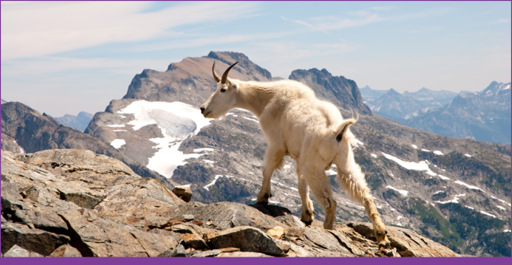 Mountain goats are at home on top the rocky mountains of the North Cascades Dan - photo 1