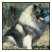 Trace the origins of the Dutch Barge Dog back to the gray wolf and the - photo 3