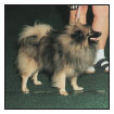 Learn the requirements of a well-bred Keeshond by studying the description of - photo 5