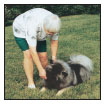 Begin with the basics of training the puppy and adult dog Learn the principles - photo 8