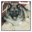 Know when to consider your Keeshond a senior and what special needs he will - photo 10