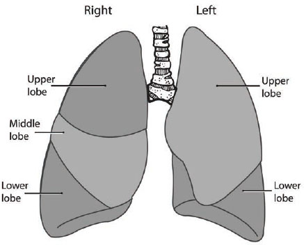 Each lung is divided into lobes The right lung has three lobesupper middle - photo 2