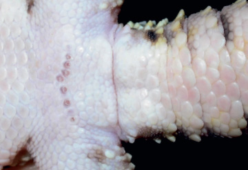 Close-up of a male leopard gecko showing enlarged preanal pores and hemipenal - photo 2