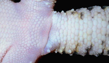 Close-up of a female leopard geckos tail base Growth Rate Compared to large - photo 3