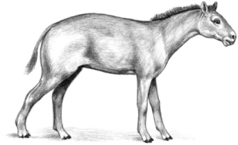 Eohippus the 50-cm 20 in-tall ancestor of the horse appeared in North - photo 4