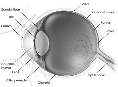 As people age however changes in the eye cause protein to break down and - photo 1