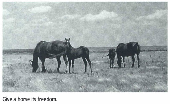 tip 1 Foundation training begins at birth In the beginning a horse owner - photo 2