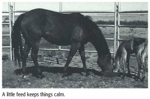 tip 2 Gain the foals trust Two to three hours after the foals birth my - photo 3