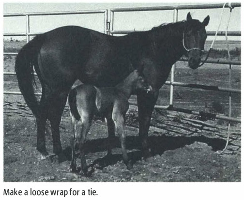 tip 2 Gain the foals trust Two to three hours after the foals birth my - photo 4