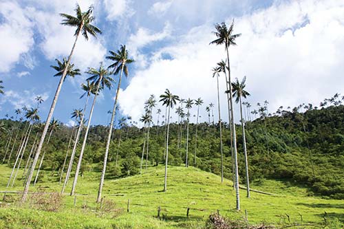 wax palms in Valle de Cocora Dynamic Medelln offers all the culture - photo 6