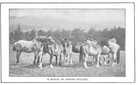 A CONCISE AND PRACTICAL TREATISE ON THE HORSE BY JACOB BIGGLE ADAPTED TO THE - photo 1