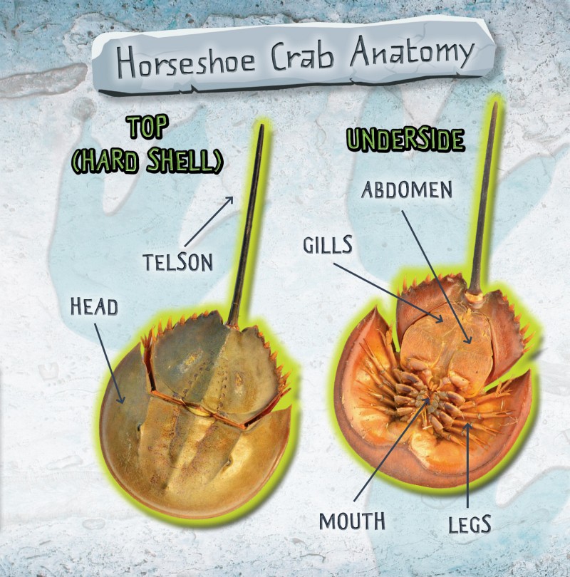 EVERY PART OF THE HORSESHOE CRABS BODY HAS HELPED THE SPECIES SURVIVE OVER - photo 6