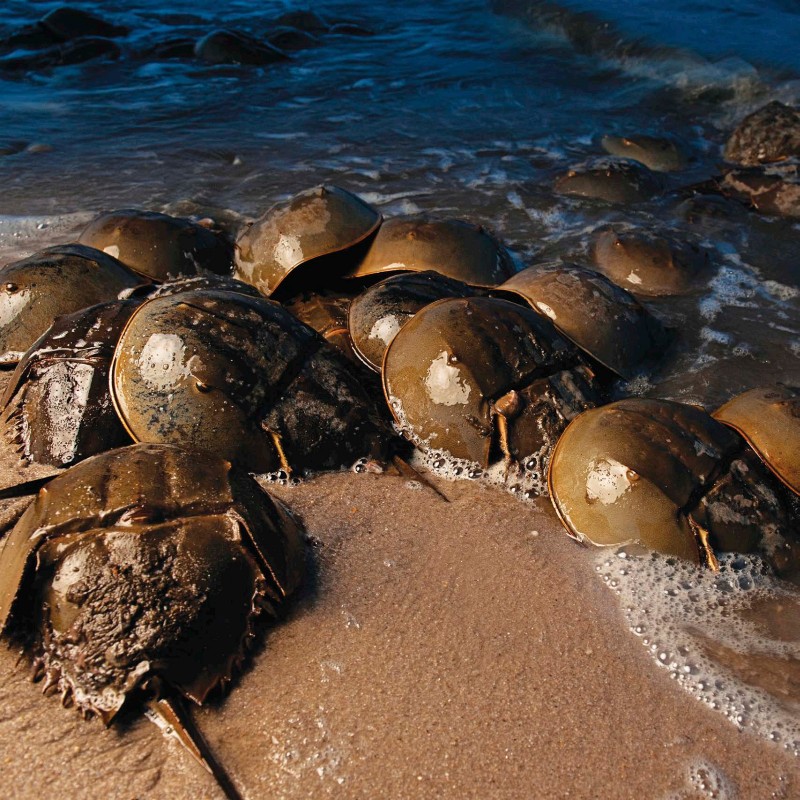 THE DELAWARE BAY IS THE LARGEST SPAWNING POINT IN THE WORLD FOR HORSESHOE - photo 10