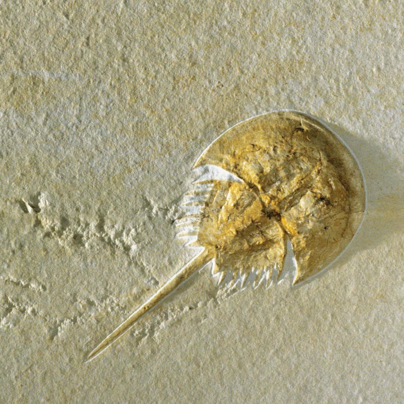 THIS HORSESHOE CRAB FOSSIL IS BETWEEN 145 MILLION AND 161 MILLION YEARS OLD - photo 4