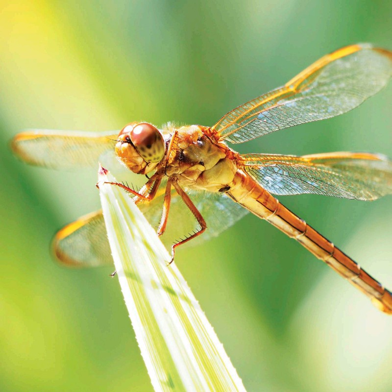 TODAY DRAGONFLIES CAN BE FOUND ON EVERY EXCEPT ANTARCTICA DRAGONFLY LARVAE - photo 9