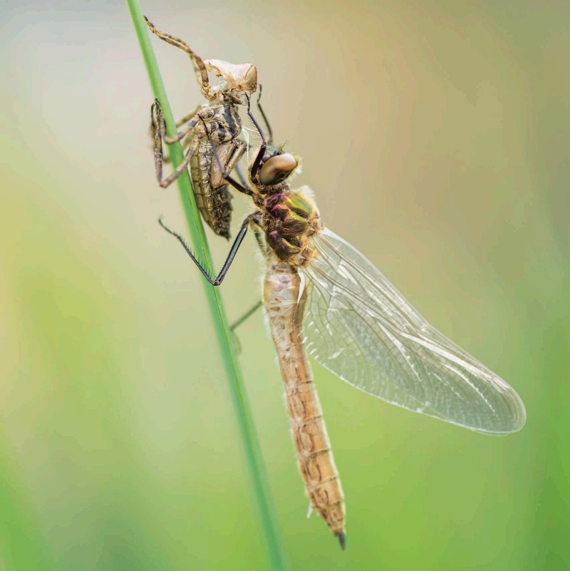 THIS DRAGONFLY CALLED A DOWNY EMERALD HAS JUST SHED ITS OLD SKIN AFTER - photo 13