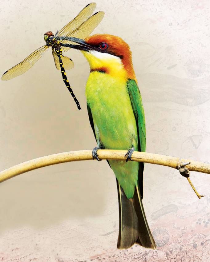 THIS BEE-EATER GRABBED A DRAGONFLY FOR A MEAL SURVIVORS Dinosaurs died out - photo 14