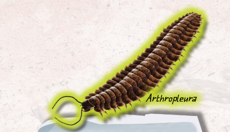 THE PREHISTORIC WORLD The centipede-like Arthropleura ahr-thruh-PLUR-uh lived - photo 4