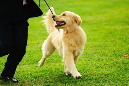A nice stroll A dog by any other name Golden Retrievers love children and - photo 8