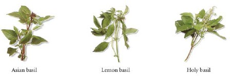 Basil is often used as a seasoning and garnish in Vietnamese cooking Several - photo 8