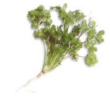 Coriander leaves or cilantro are the leaves of the coriander plant and are - photo 9