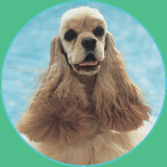 The Cocker Spaniel is the dapper daddy of this designer dog The font of - photo 7