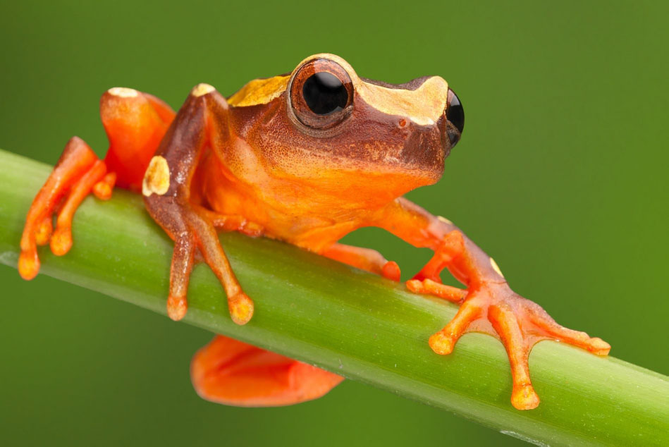 Quick and limber Hopping frog hopping frog Nice four fingers Hopping - photo 16