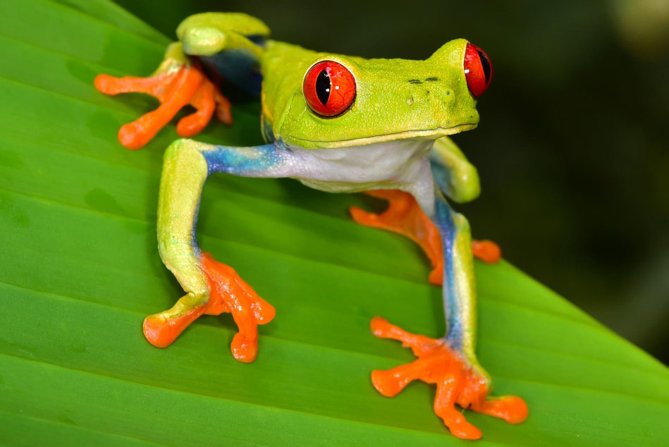 Sticky feet Hopping frog hopping frog You can leap Hopping frog hopping - photo 18