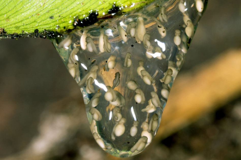 You can hatch Tadpole tadpole Sons and daughters Tadpole tadpole In - photo 3