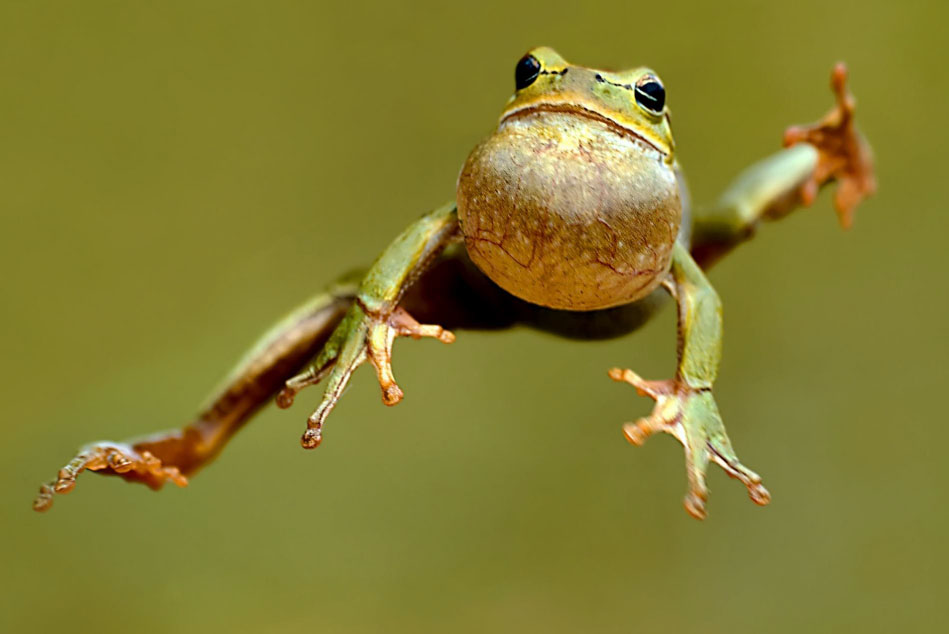 Hop around Hopping frog hopping frog Have a nice day Hopping frog - photo 23