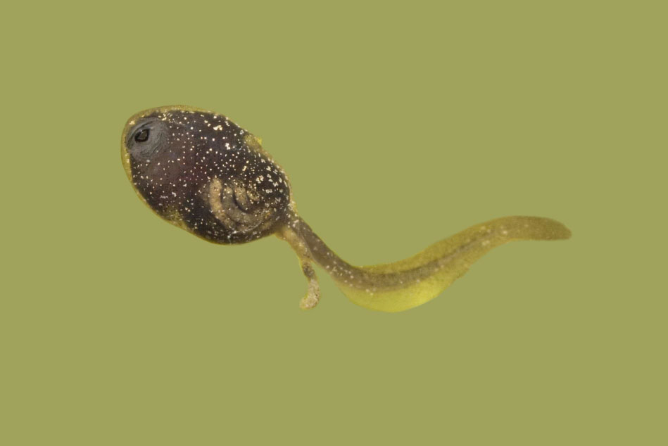 Youve got a tail Tadpole tadpole Your gills inhale Tadpole tadpole - photo 6