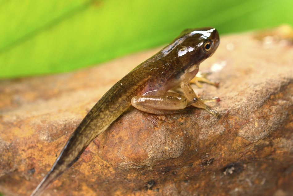 Grow legs and arms Tadpole tadpole Dont you wail Tadpole tadpole - photo 9