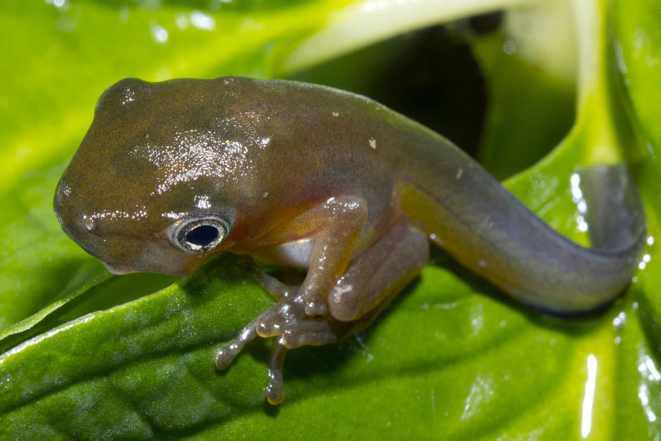 Dont you wail Tadpole tadpole Lose your tail Tadpole tadpole Look - photo 10