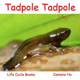 Cammie Ho - Tadpole Tadpole